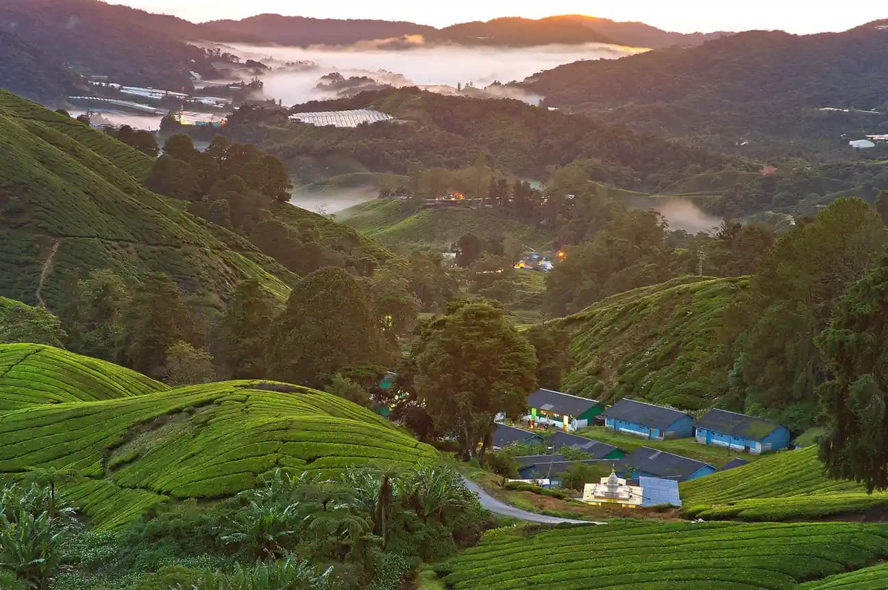 10 Best Places to Visit in Cameron Highlands, Malaysia