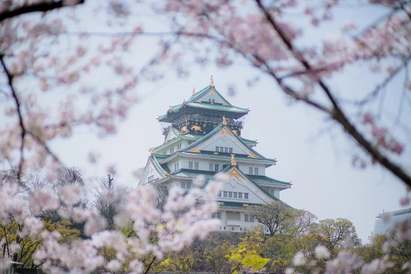 The 5 places to see cherry blossoms in Japan in 2026