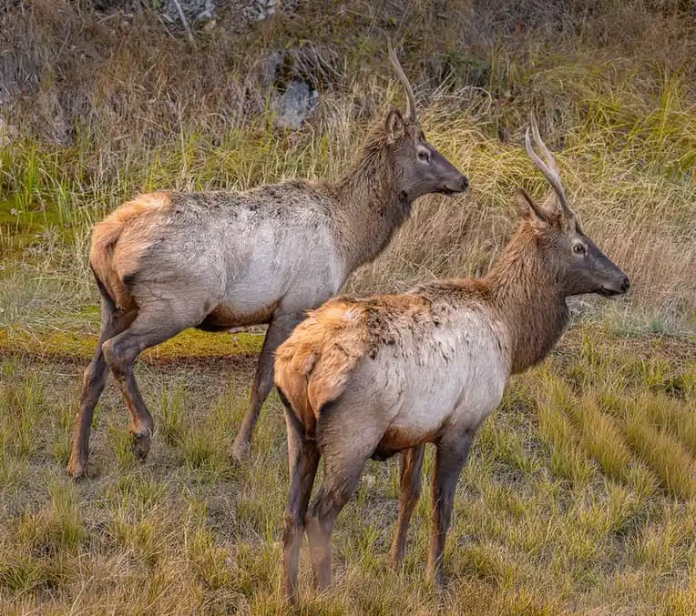 The Best place to Experience Wildlife at Canada