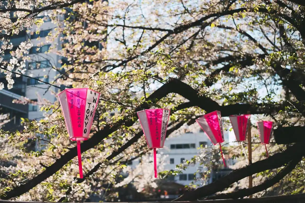 Japan Cherry Blossom Festivals: Where & When to Celebrate Sakura