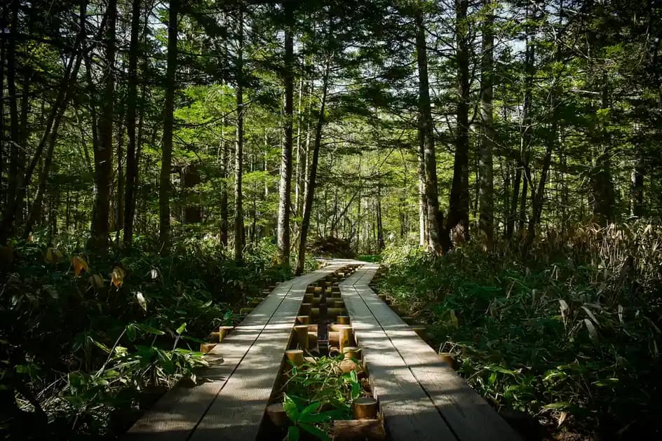 The Best Hiking Trails in Japan