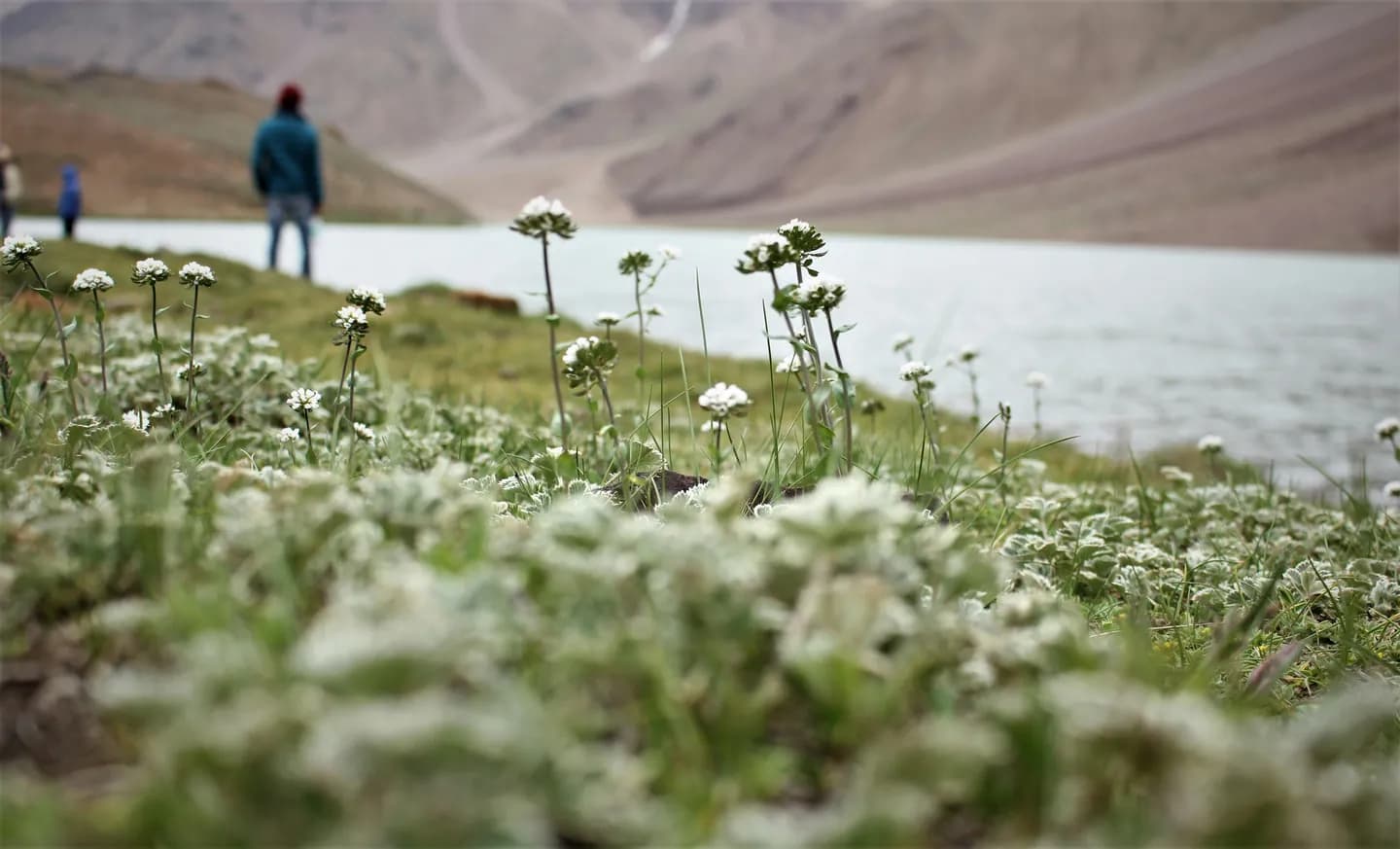Wildflower Blooming Spots in India for Trekking Enthusiasts