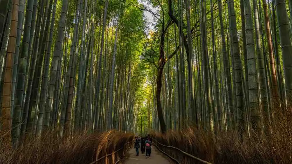 Arashiyama bamboo grove