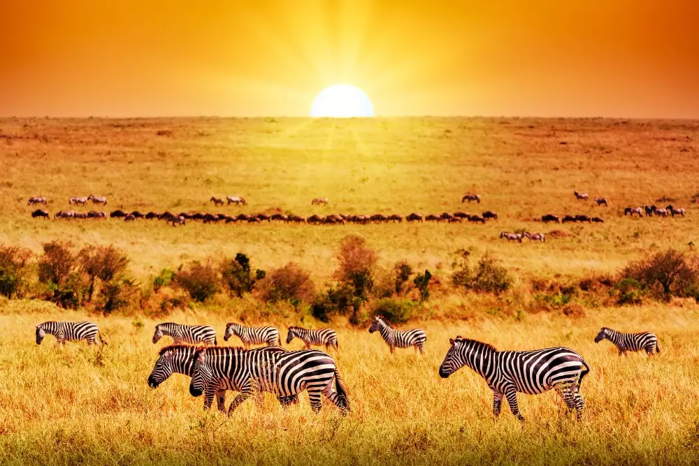Serengeti National Park, Tanzania