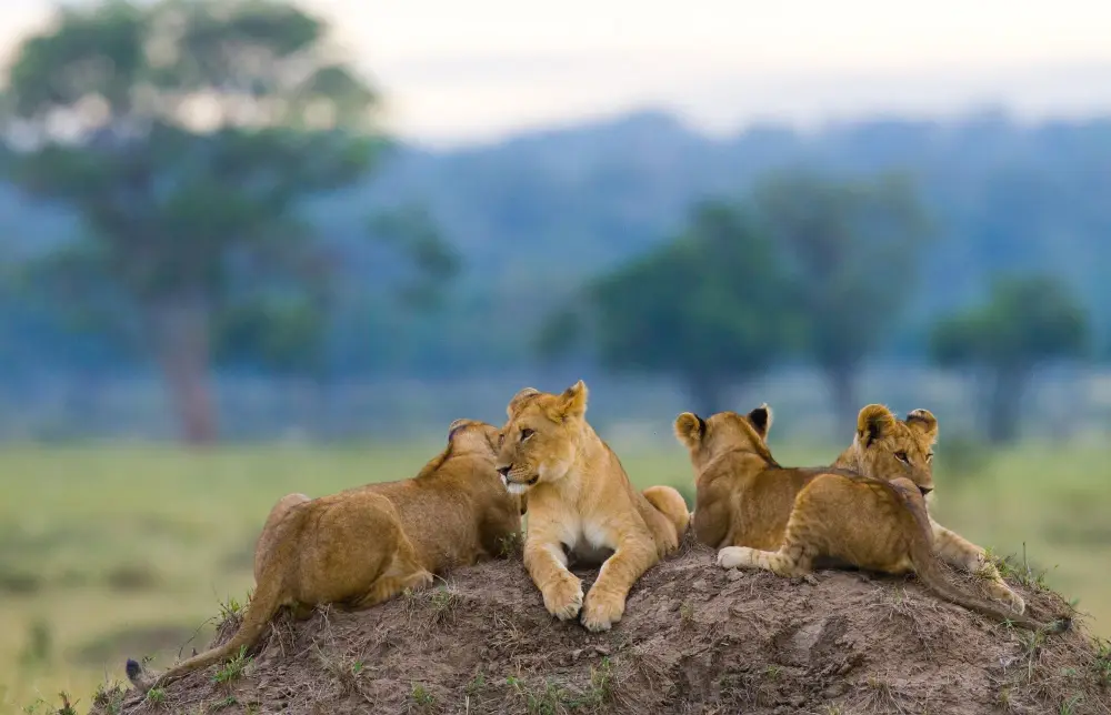 Tanzania Tour Packages