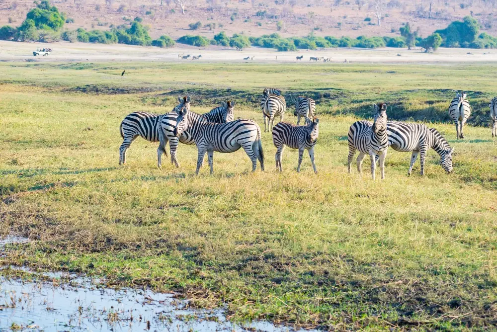 Tanzania - Serengeti National Park