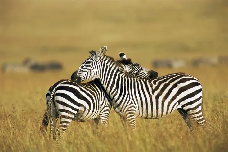  Masai Mara