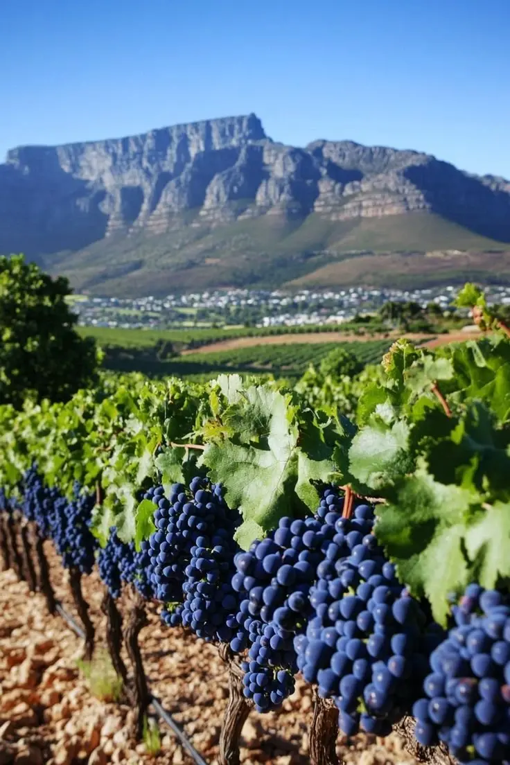 Vineyard Tours in Cape Town, South Africa