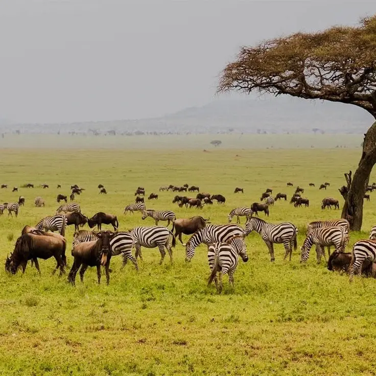  diverse wildlife in the Selous Game Reserve in Tanzania. 