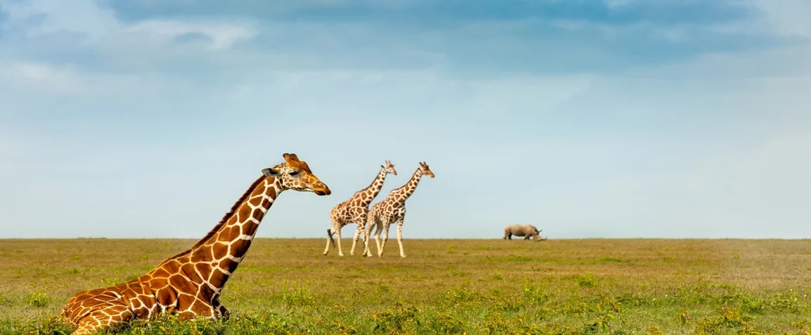 Incredible Wildlife and Nature